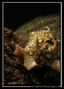 Welcome on another planet (E.T. = Aplysia dactylomela) by Raoul Caprez 